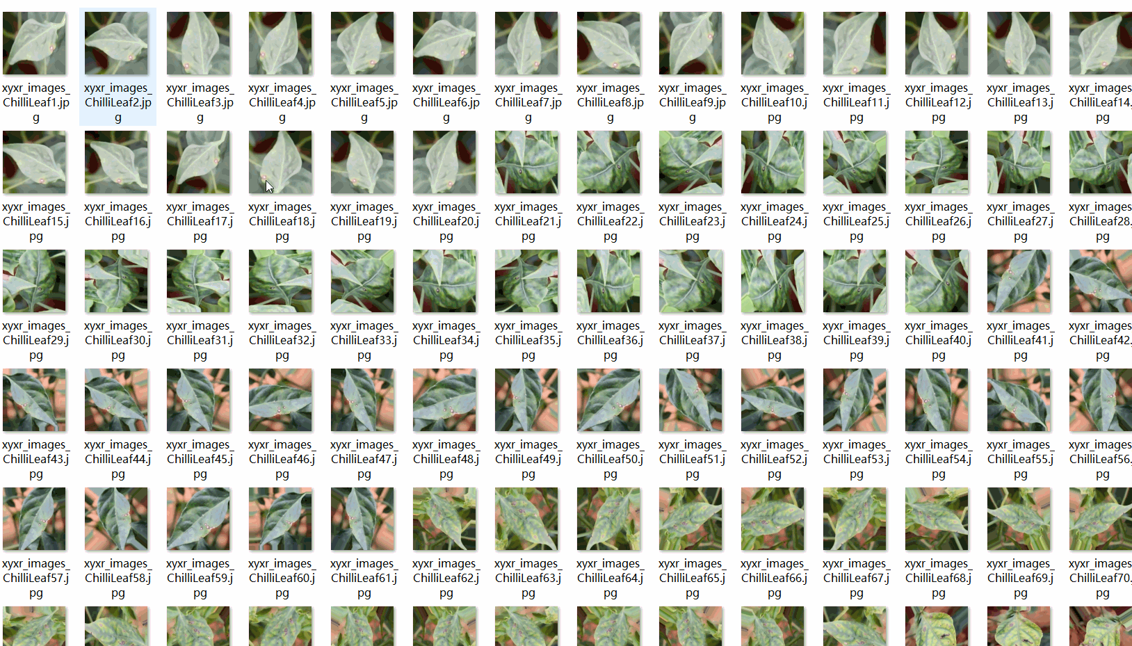 辣椒葉片病害數據集1997張VOC+YOLO格式_txt文件_02