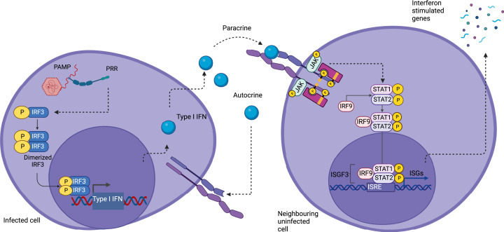 干擾素信號通路：從JAK-STAT到科研應用_干擾素刺激基因