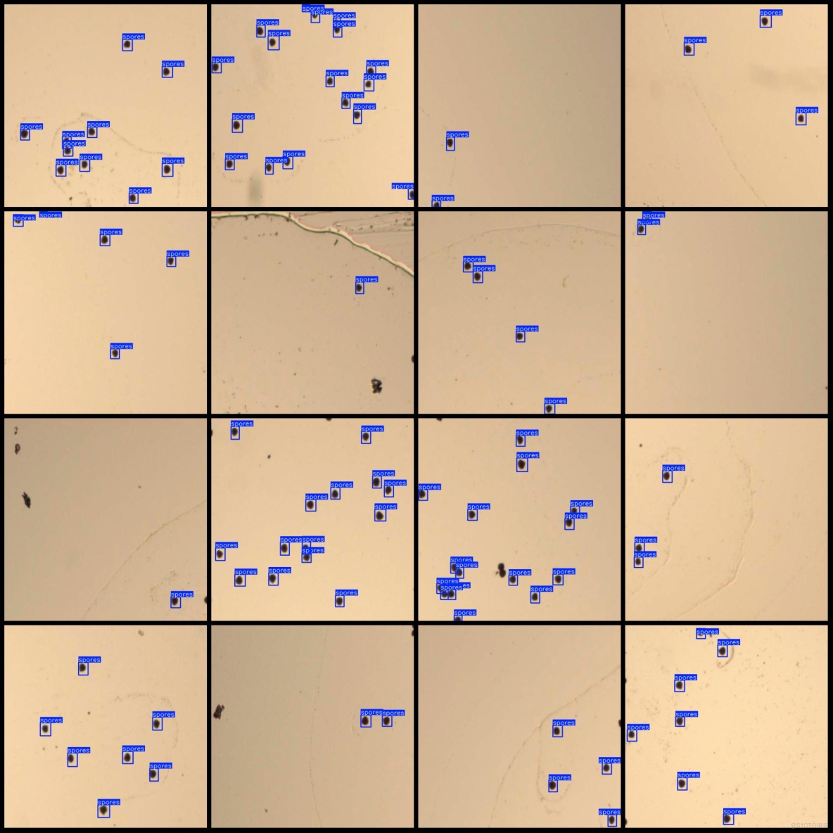 孢子檢測數據集VOC+YOLO格式522張1類別_txt文件_03