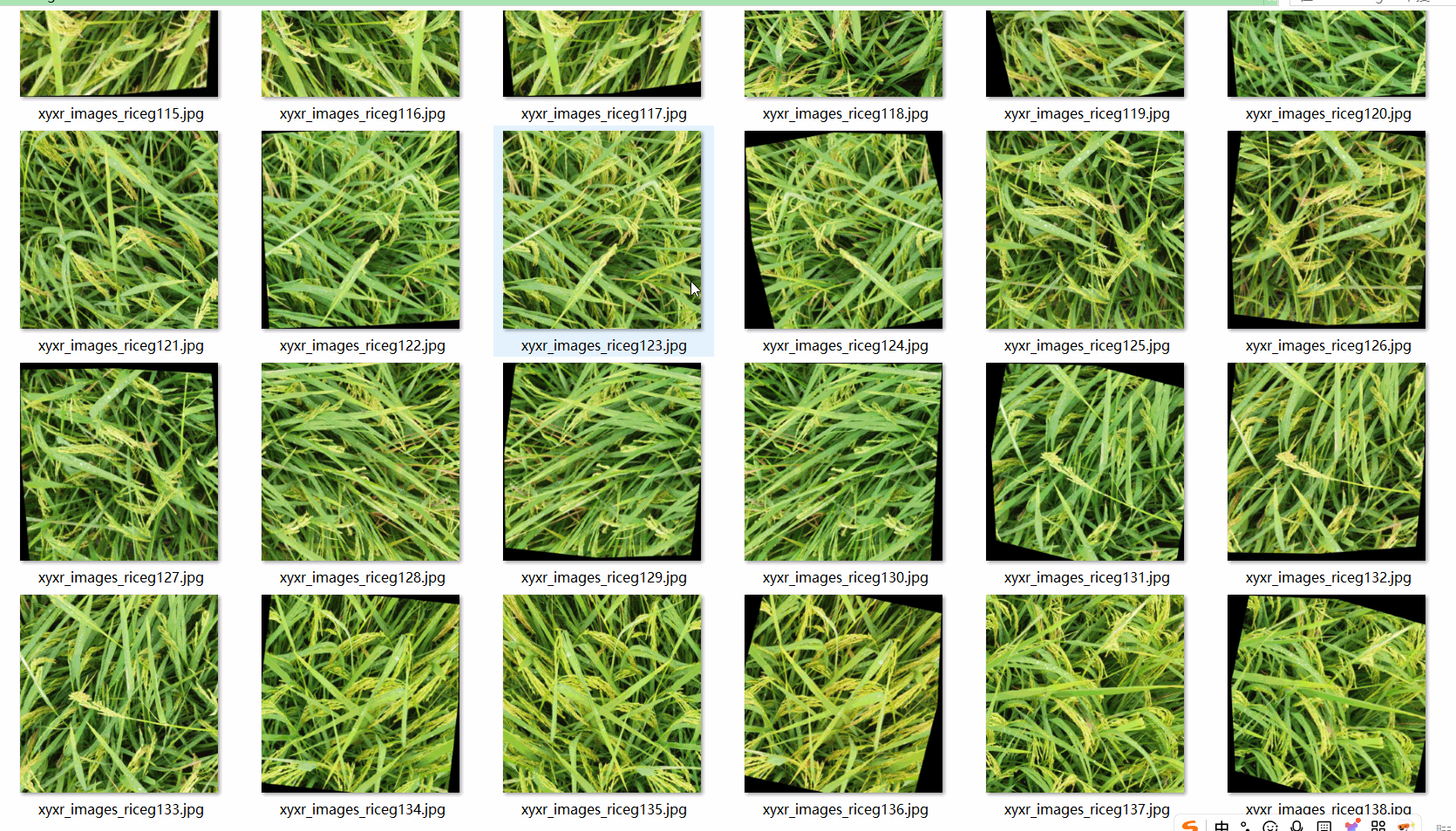 水稻開花成熟生長階段檢測12985張VOC+YOLO（已增強）_txt文件_02