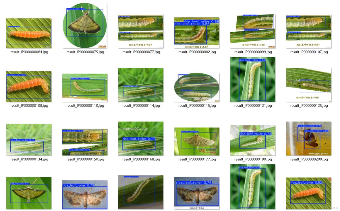 基於深度學習的農業蟲害自動識別系統：YOLOv8 的完整工程_目標檢測_05