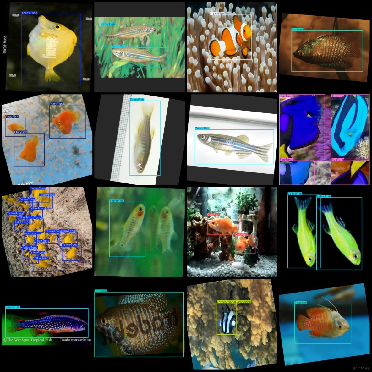 十三種不同魚類檢測數據集VOC+YOLO格式7798張13類別_fish_03