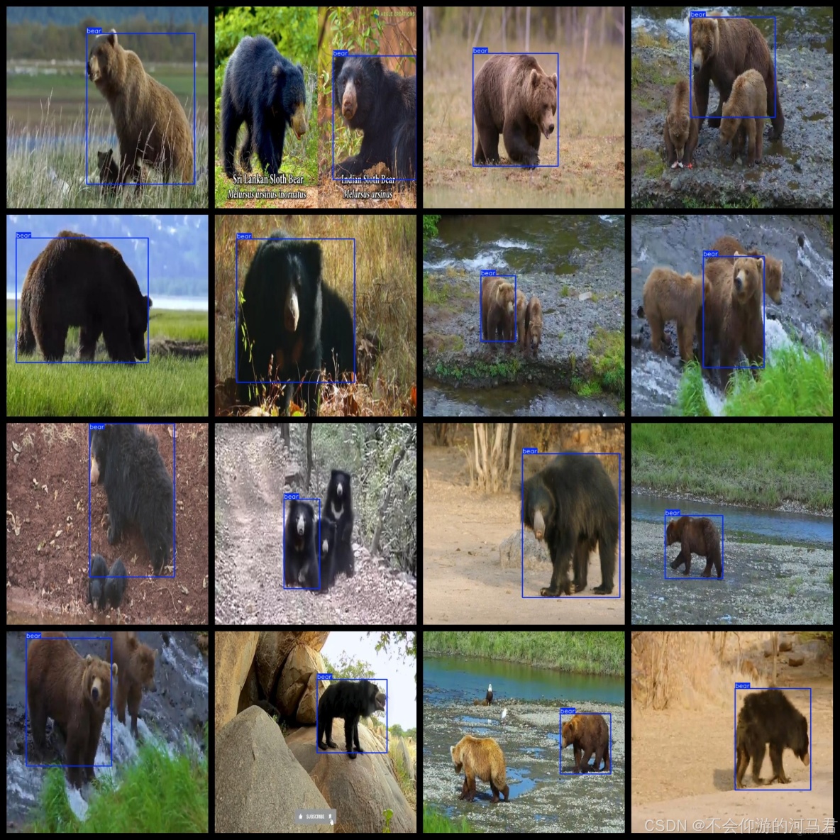 【動物】熊數據集2983張VOC+YOLO格式_熊數據集