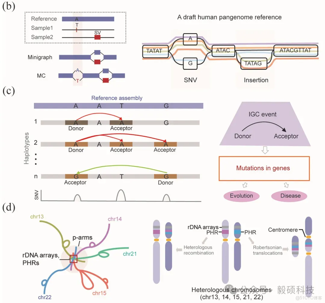 Sentieon | 泛基因組相比傳統變異檢測的優勢_泛基因組_02