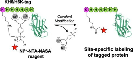 【辰輝創聚生物】重組蛋白 His 標籤（His-tag）原理與應用詳解：親和純化與檢測技術全解析_His標籤