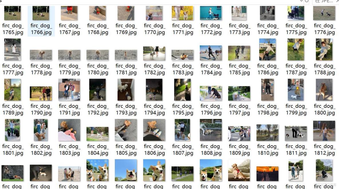 遛狗不牽繩檢測數據集VOC+YOLO格式1980張5類別_xml文件_02