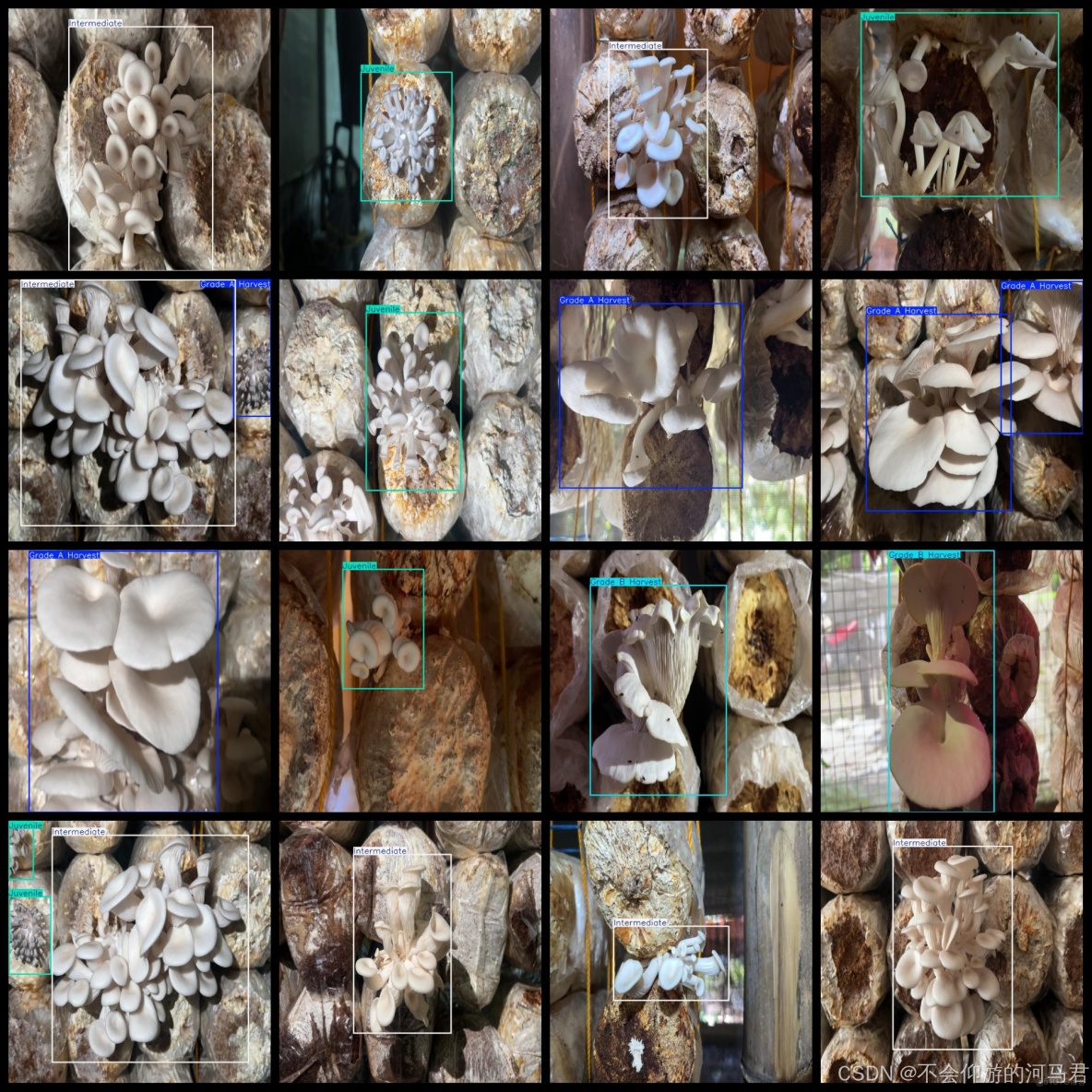 蘑菇生長階段數據集7259張VOC+YOLO格式_數據集