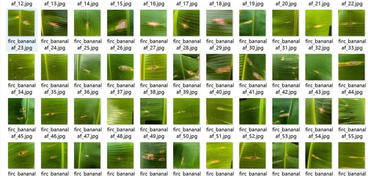 香蕉葉子病害識別分割數據集labelme格式904張3類別_json