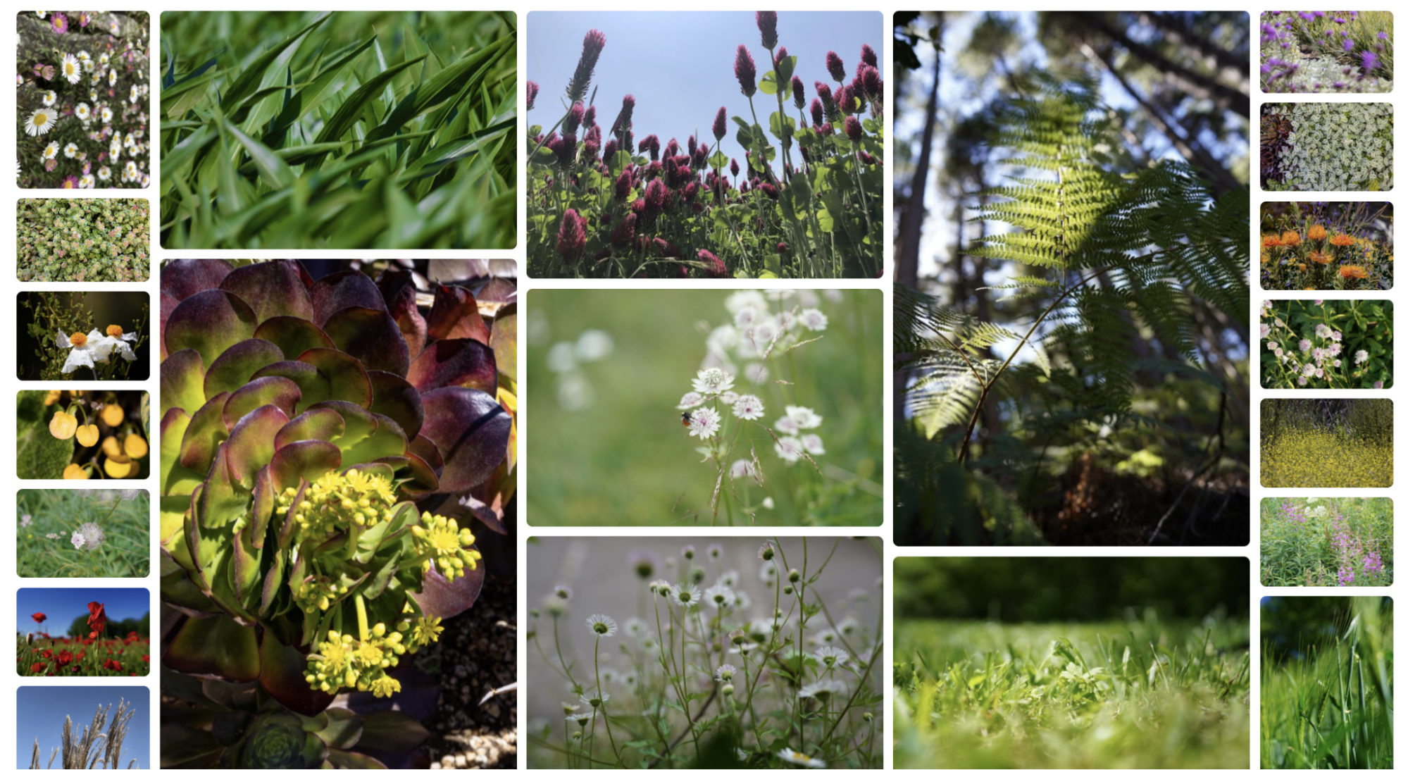 A photo gallery showing tracks of different sizes