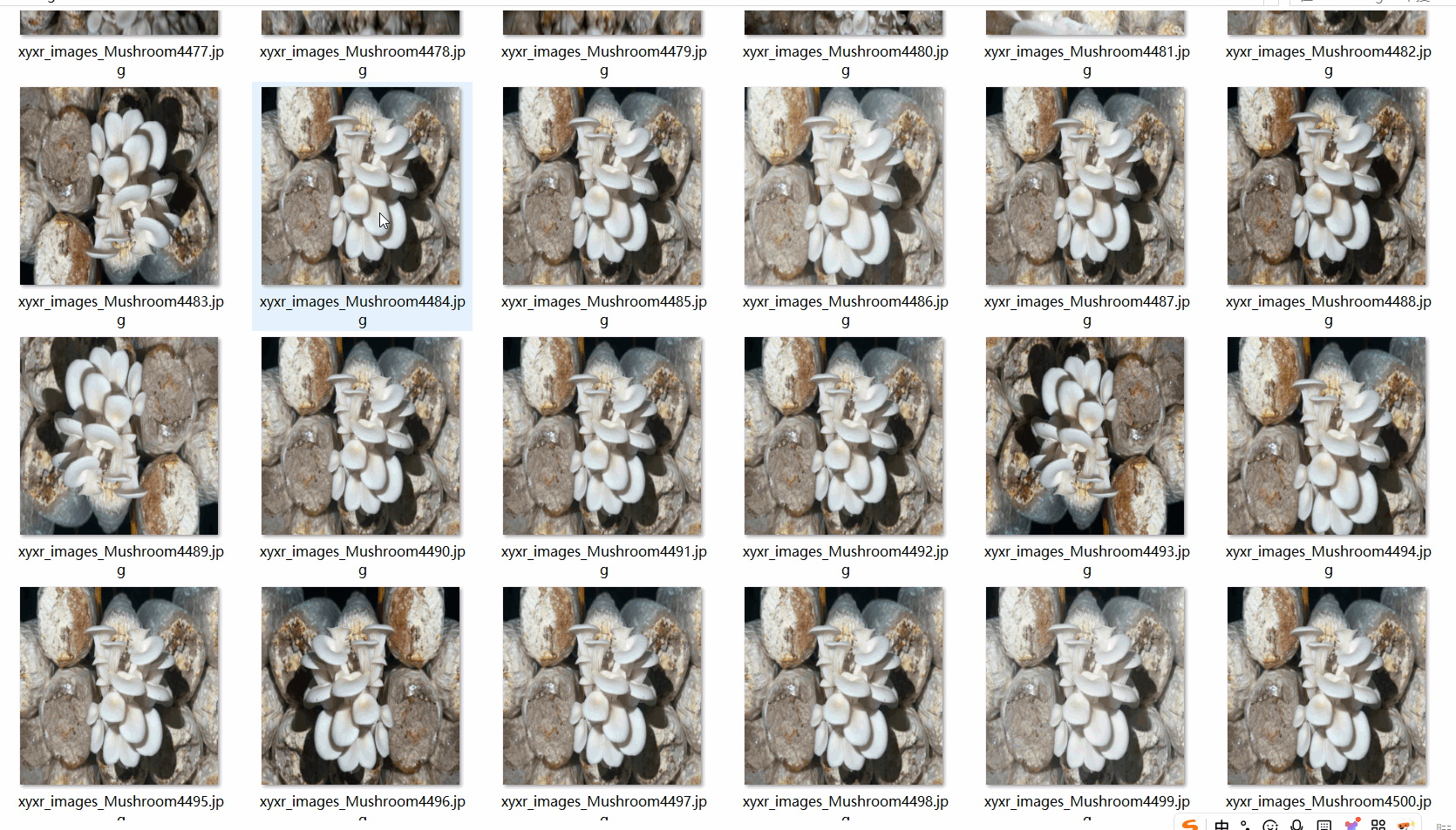 蘑菇生長階段數據集7259張VOC+YOLO格式_數據集_02