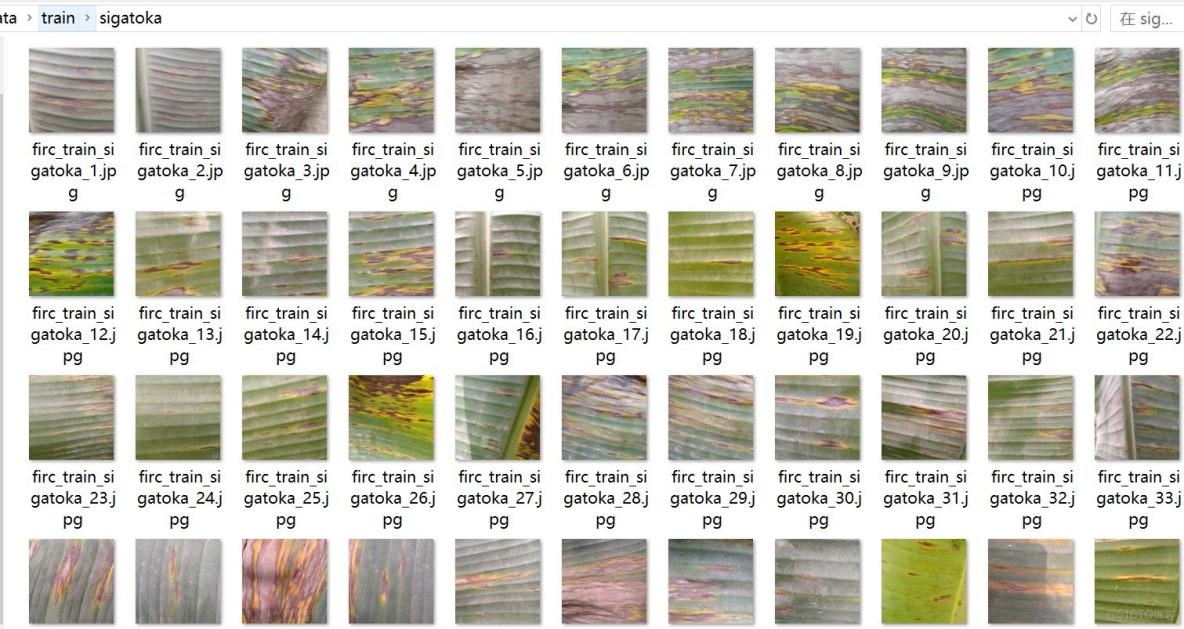 香蕉葉子病害分類數據集898張4類別_圖像分類_04