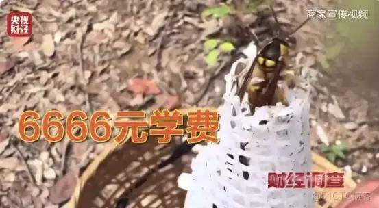 上游6666元教養殖，下游變神藥治百病！殺人蜂騙局兩頭割……_社交媒體_05