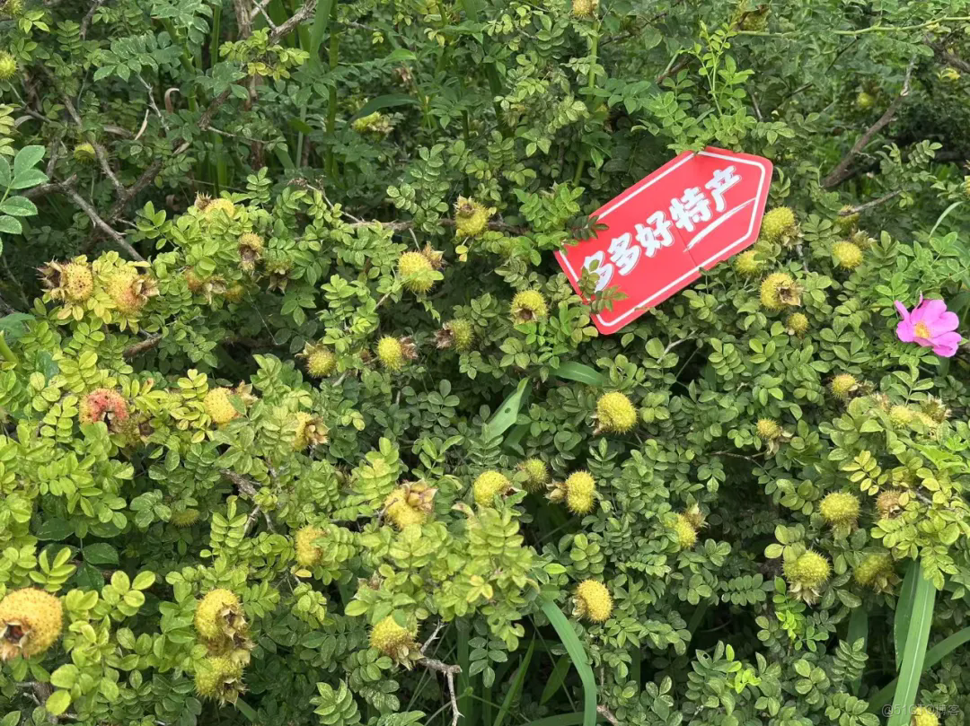 千億向新，拼多多的增長新路徑_商業_04