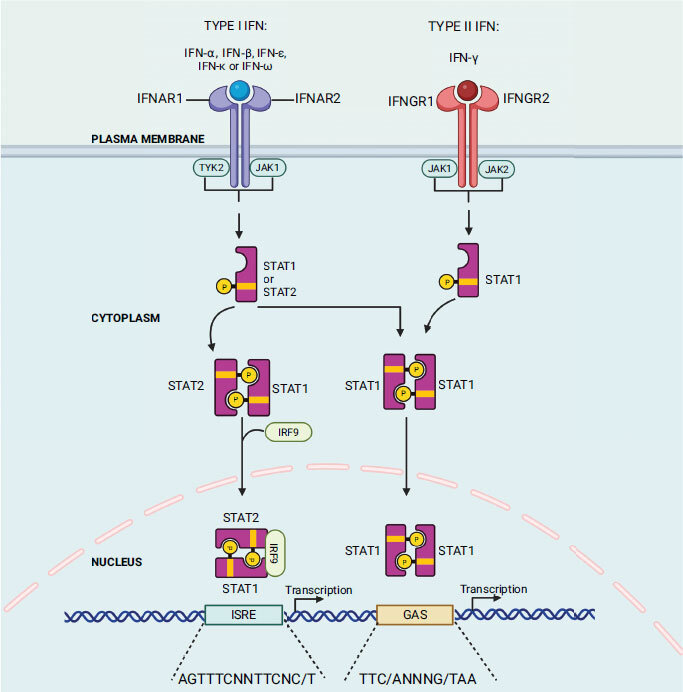 干擾素：定義、類型與科研應用全解析_免疫調節