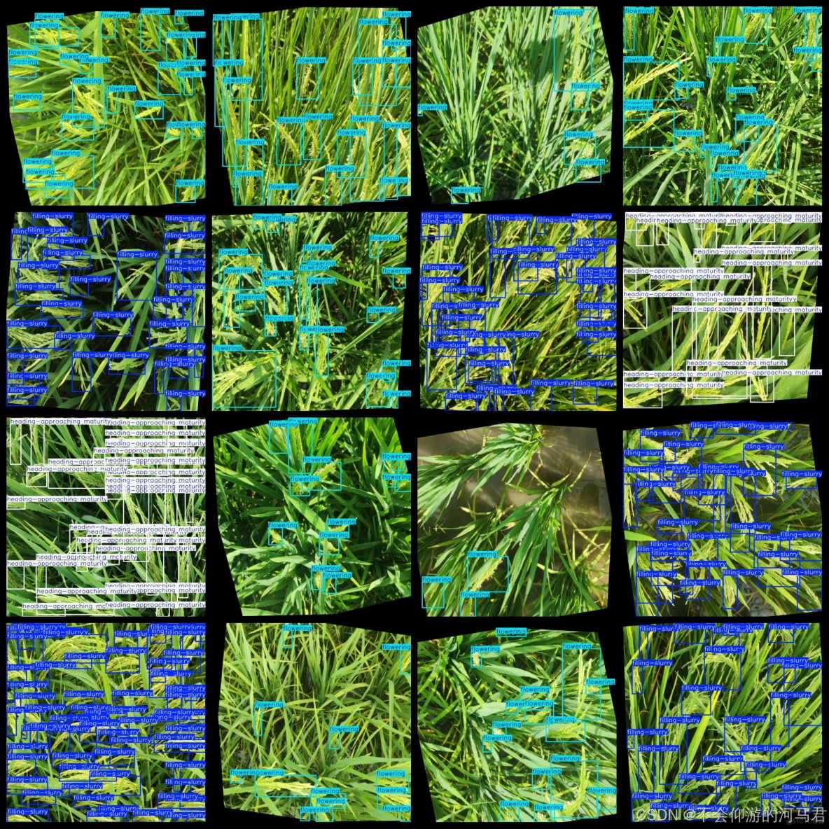 水稻開花成熟生長階段檢測12985張VOC+YOLO（已增強）_水稻開花成熟生長階段