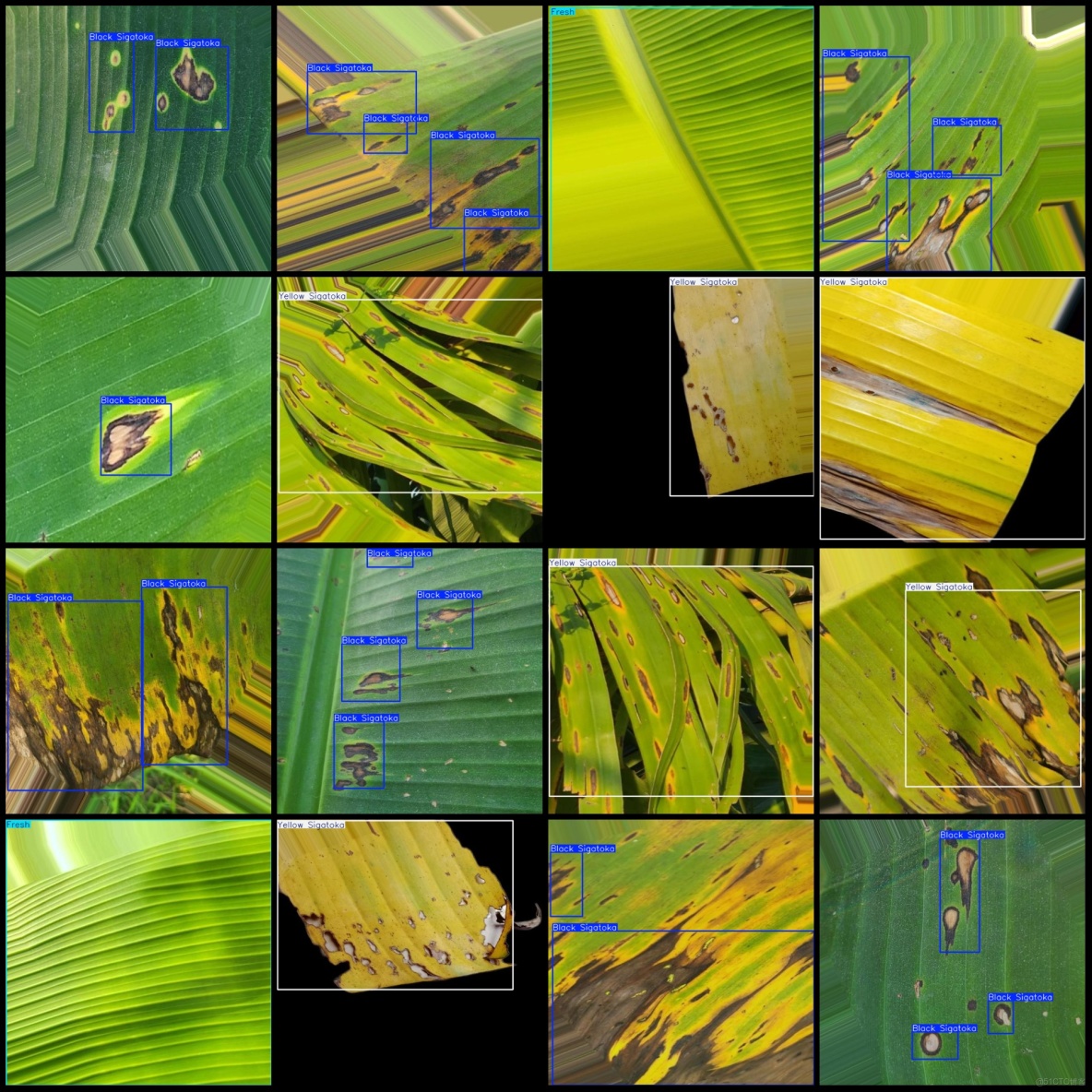 香蕉葉子病害檢測數據集VOC+YOLO格式6113張3類別_xml文件_03