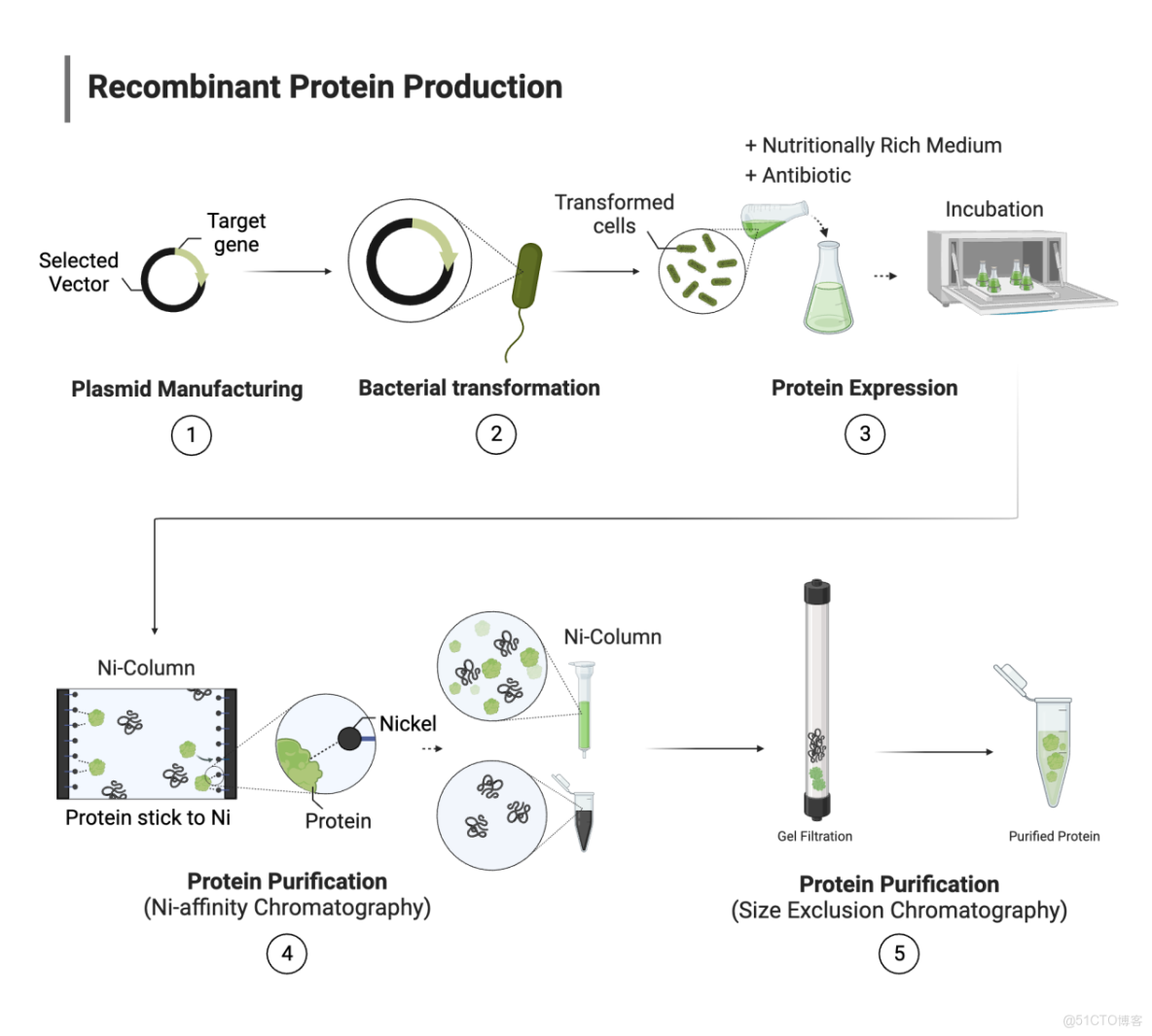 重組蛋白是什麼？從基因到功能蛋白的技術原理解析_基因克隆