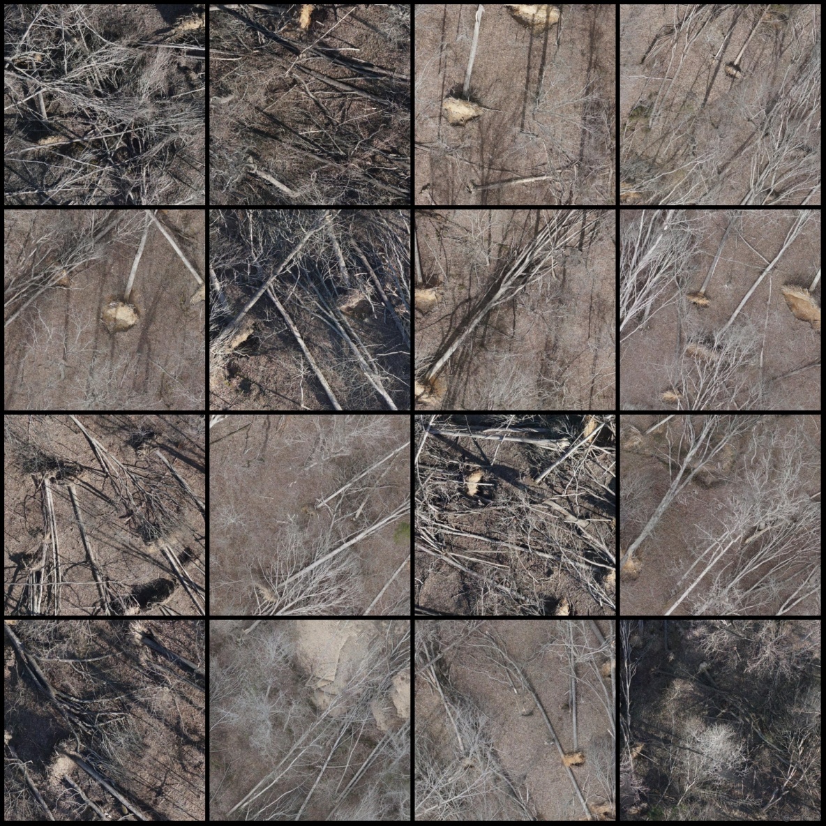 無人機視角森林倒樹識別分割數據集labelme格式5018張2類別_json_03