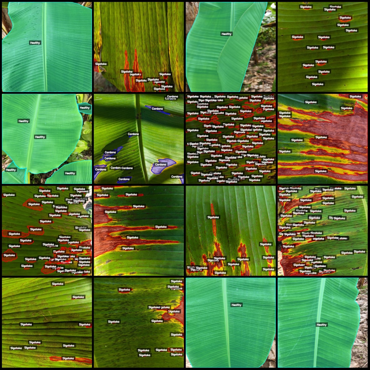 香蕉葉子病害識別分割數據集labelme格式904張3類別_json_04