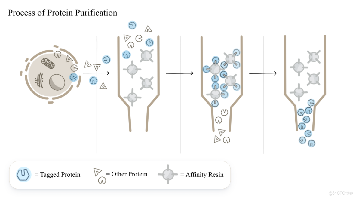 重組蛋白表達的基本原理：DNA 如何變成可用蛋白_蛋白表達原理