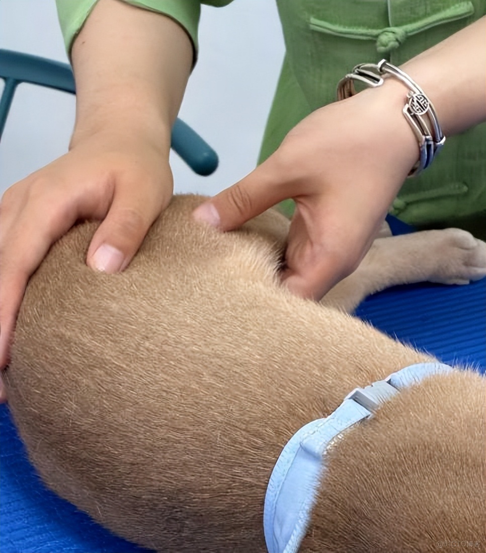 “打工人”追夢生活，寵物先行——從上海高端寵物健身房看消費升級！_寵物經濟_04