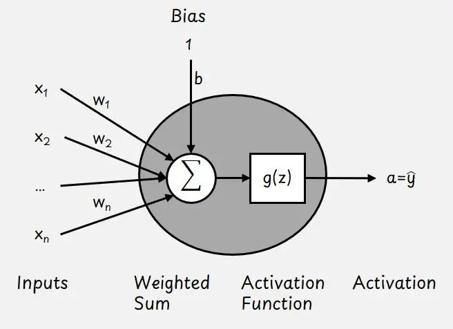神經元基於權重和偏置參數通過輸入計算加權和，結果通過激活函數傳遞。神經元的輸出被稱為激活（activation）。