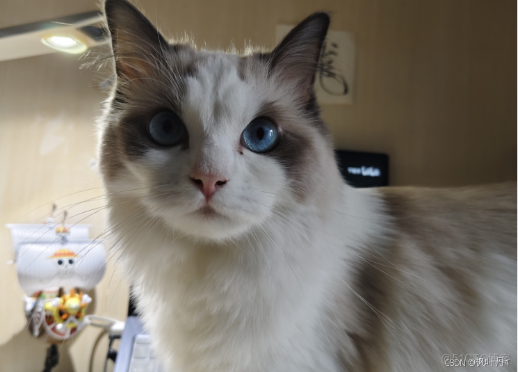 【海賊王航海日誌：前端技術探索】HTML你學會了嗎？(一)_#html5