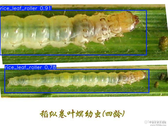 基於深度學習的農業蟲害自動識別系統：YOLOv8 的完整工程_目標檢測_07
