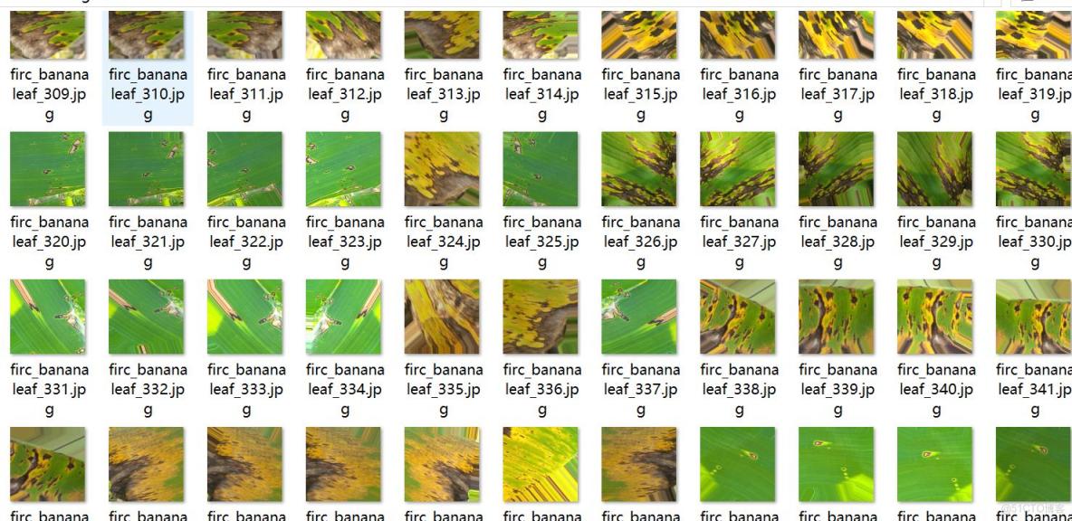 香蕉葉子病害檢測數據集VOC+YOLO格式6113張3類別_xml文件_02