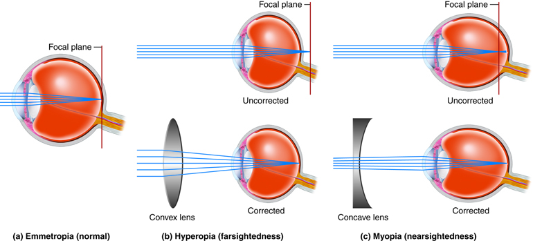 Illustration of human vision