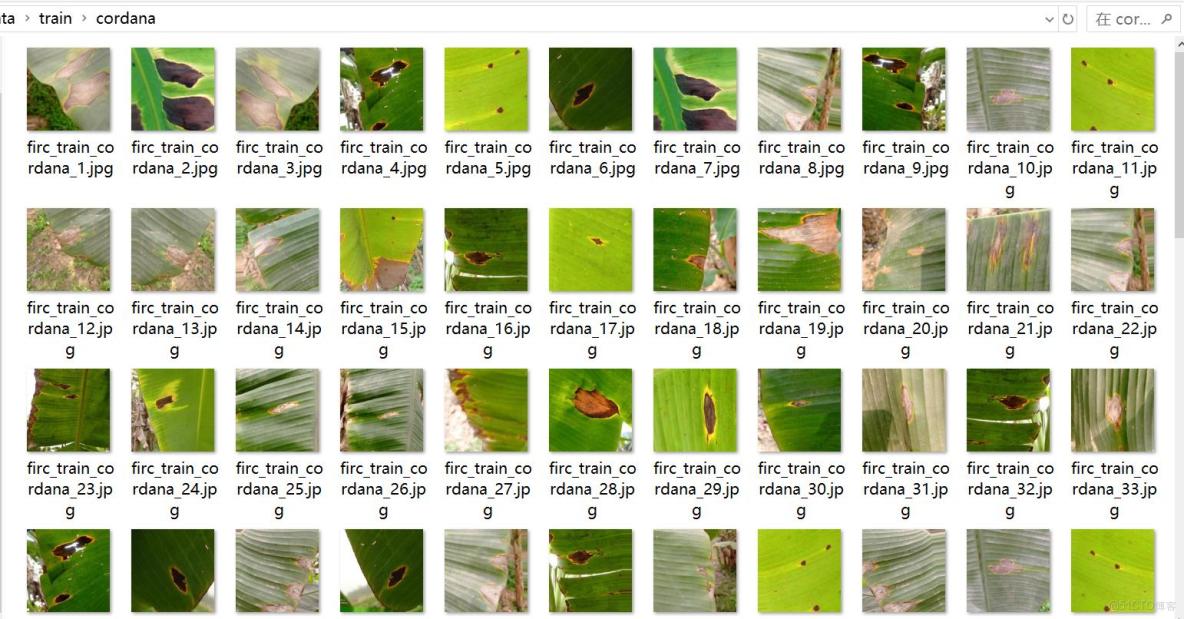 香蕉葉子病害分類數據集898張4類別_圖像分類