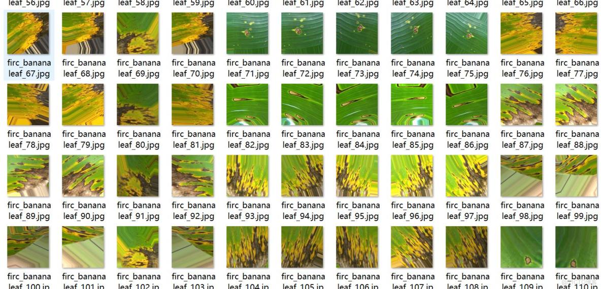 香蕉葉子病害檢測數據集VOC+YOLO格式6113張3類別_txt文件