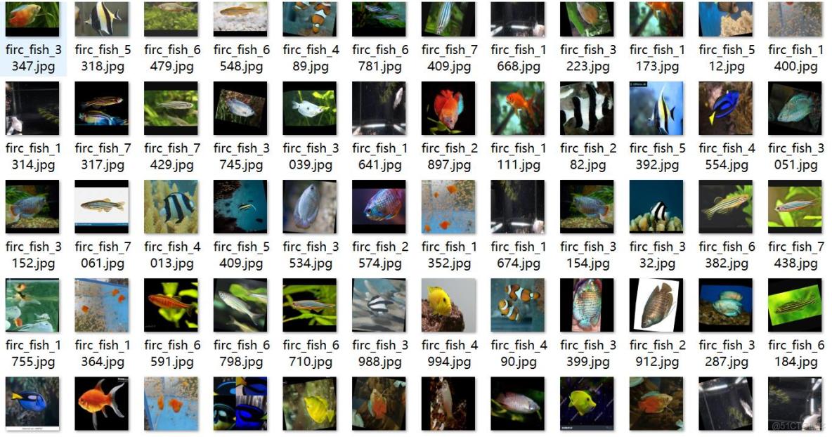 十三種不同魚類檢測數據集VOC+YOLO格式7798張13類別_數據集_02